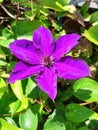 clematis floridaÃÂ asian virginsbower purple flowers on sunshine Royalty Free Stock Photo